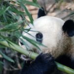 Eating Slowly As A Practice In Mindfulness: Tips And Tricks